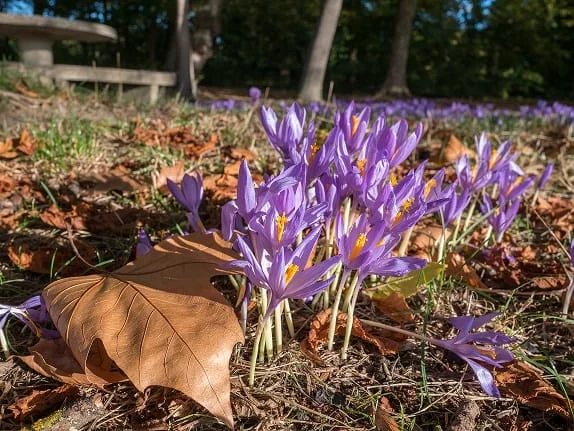 The traders' feet were also opened to saffron , Traders' feet were also opened to red gold, saffron harvest, saffron cultivation, economic prosperity in saffron, medicinal plants, traders' feet to red gold, traders' feet to saffron, Iranian saffron