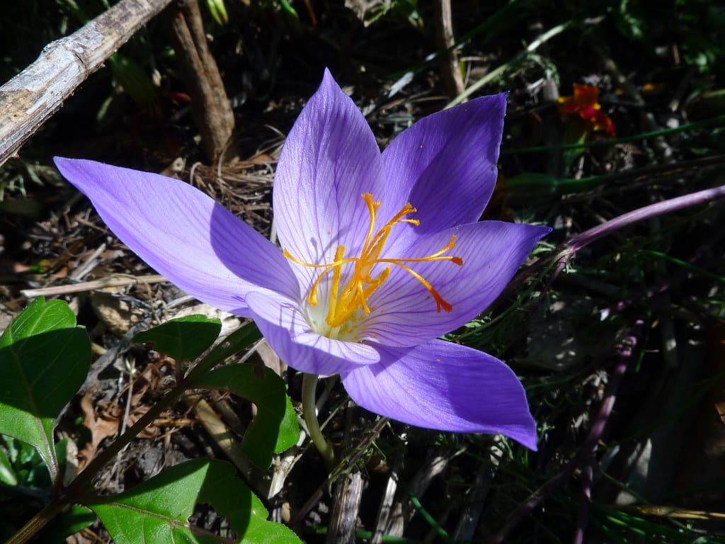 Iranian saffron and the problem of not having a brand , Iranian red gold and a problem called not having a brand, saffron harvest, saffron cultivation, economic prosperity in saffron, medicinal plants, Iranian saffron and not having a brand, saffron and not having a brand, Iranian saffron