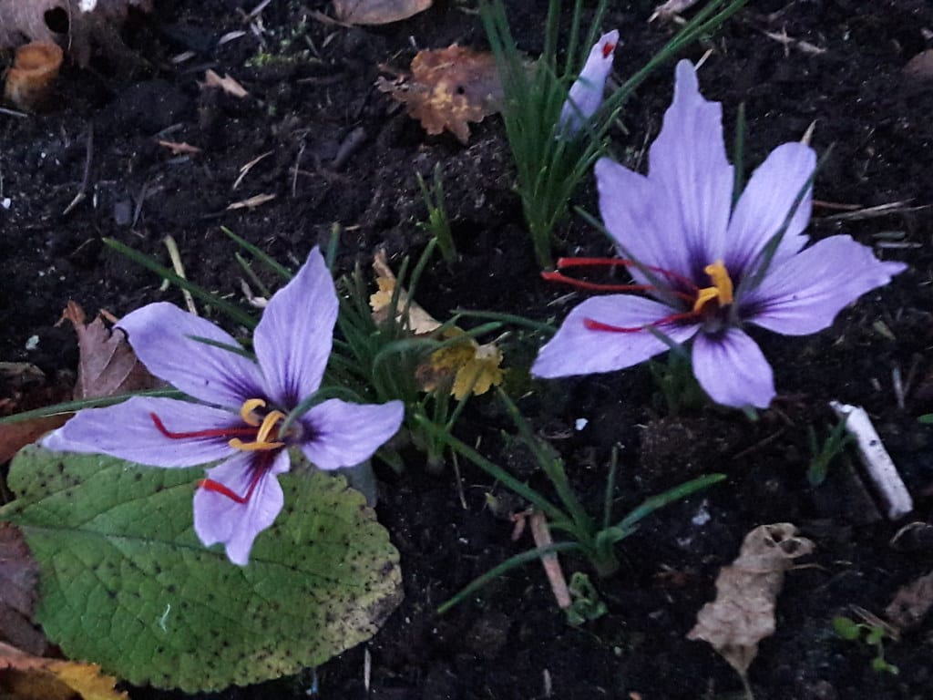 Exporters have disrupted the one-time consumption of the saffron market , Exporters of disposable saffron market, Saffron harvest, Saffron cultivation, Economic prosperity in saffron, Medicinal plants, Disposable exporters of red gold market, Saffron market consumption, Iranian saffron