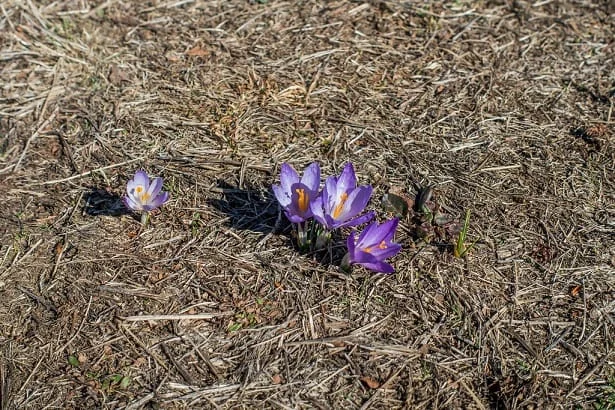 Selling infected and old onions instead of high quality saffron onions , Sale of infected saffron onions, Saffron harvest, Saffron cultivation, Economic prosperity in saffron, Medicinal plants, Sale of high quality saffron onions, High quality saffron onions, Iranian saffron