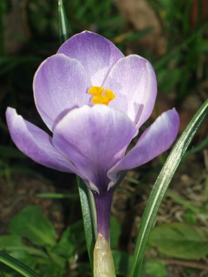5 hectares of agricultural lands in Zahedan to cultivate saffron ‌ , 5 hectares of lands of Zahedan to cultivate saffron ‌, saffron harvest, saffron cultivation, economic prosperity in saffron, medicinal plants, agricultural lands of Zahedan to cultivate saffron, 5 hectares of agricultural lands of Zahedan to cultivate red gold, Iranian saffron