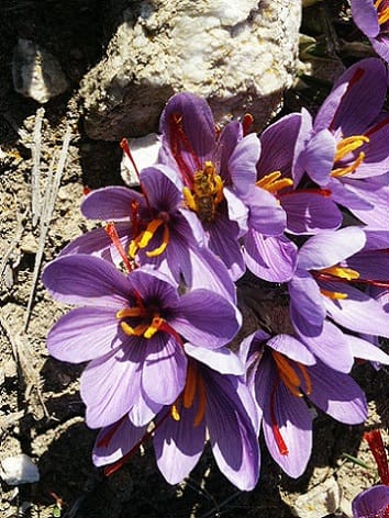 Red gold exports increased / 56 countries eat Iranian saffron Exports of red gold increased, saffron harvest, saffron cultivation, economic prosperity in saffron, medicinal plants, saffron exports increased, 56 countries eat Iranian saffron, 56 countries eat Iranian red gold, Iranian saffron