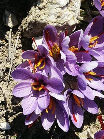 Red gold exports increased / 56 countries eat Iranian saffron Exports of red gold increased, saffron harvest, saffron cultivation, economic prosperity in saffron, medicinal plants, saffron exports increased, 56 countries eat Iranian saffron, 56 countries eat Iranian red gold, Iranian saffron