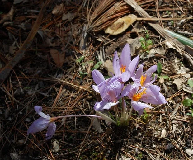 Promoting the added value and position of Iranian saffron in world markets , Promotion of added value and position of Iranian saffron ‌, Saffron harvest, Saffron cultivation, Economic prosperity in saffron, Medicinal plants, Position of Iranian saffron in world markets, Promotion of added value and position of Iranian red gold in world markets ‌, Iranian saffron