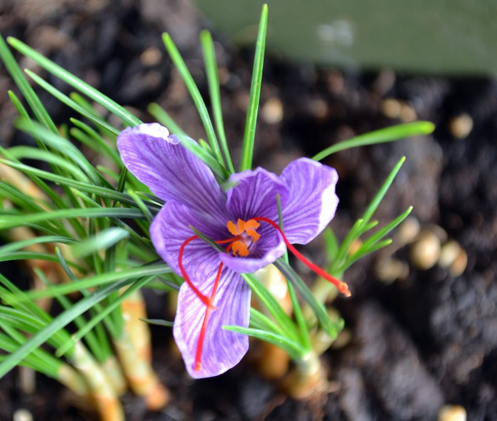 Export of more than 37 tons of Iranian saffron in three months , Export of more than 37 tons of Iranian red gold in three months, Saffron harvest, Saffron cultivation, Economic prosperity in saffron, Medicinal plants, Export of Iranian saffron in three months, Export of Iranian red gold in three months, Iranian saffron