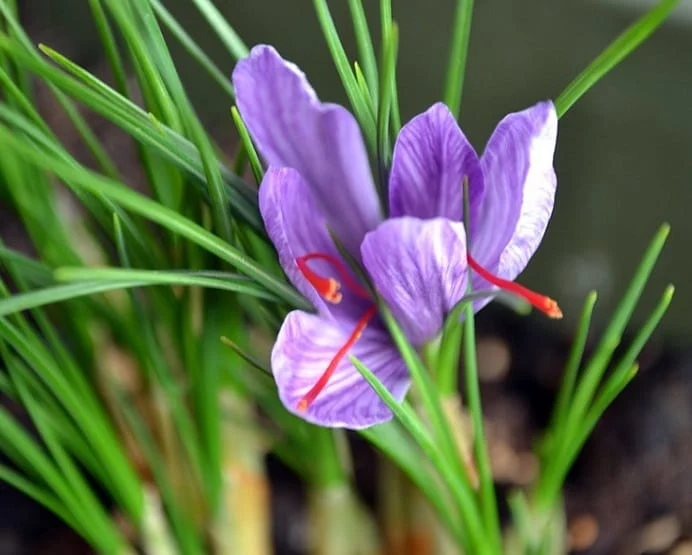 Spain sells Iranian saffron 20 times the purchase price! , Spain buys Iranian saffron 20 times the price ‌, saffron harvest, saffron cultivation, economic prosperity in saffron, medicinal plants, Spain buys, sells Iranian red gold 20 times the price !, Spain buys Iranian red gold, Iranian saffron