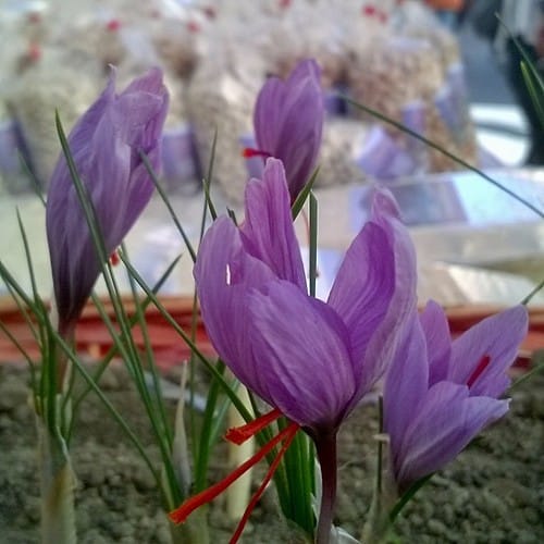 Export of Iranian saffron from Afghanistan to Europe and USA, Export of Iranian saffron from Afghanistan to Europe ‌, Saffron harvest, Saffron cultivation, Economic prosperity in saffron, Medicinal plants, Export of Iranian saffron from Afghanistan, Export of Iranian red gold from Afghanistan, Iranian saffron