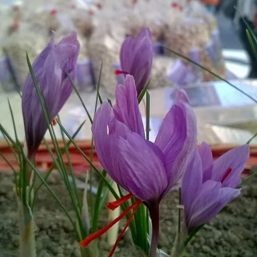 Export of Iranian saffron from Afghanistan to Europe and USA, Export of Iranian saffron from Afghanistan to Europe ‌, Saffron harvest, Saffron cultivation, Economic prosperity in saffron, Medicinal plants, Export of Iranian saffron from Afghanistan, Export of Iranian red gold from Afghanistan, Iranian saffron