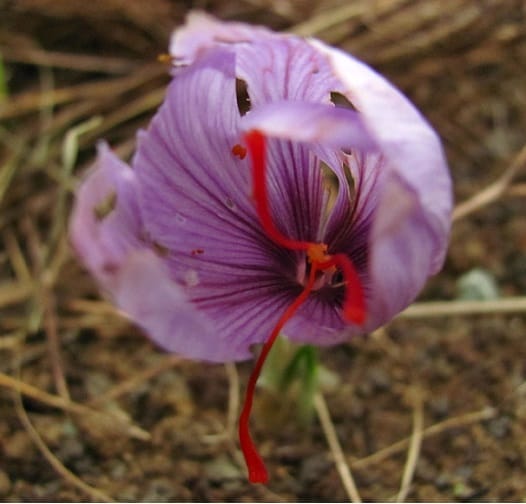 Prospecting the Afghan market with Iranian saffron , Futurism for the Afghan market with Iranian red gold, Saffron harvest, Saffron cultivation, Economic prosperity in saffron, Medicinal plants, Afghan market with Iranian red gold, Afghan market with Iranian saffron, Iranian saffron