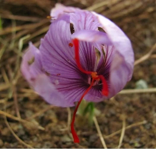 Prospecting the Afghan market with Iranian saffron , Futurism for the Afghan market with Iranian red gold, Saffron harvest, Saffron cultivation, Economic prosperity in saffron, Medicinal plants, Afghan market with Iranian red gold, Afghan market with Iranian saffron, Iranian saffron
