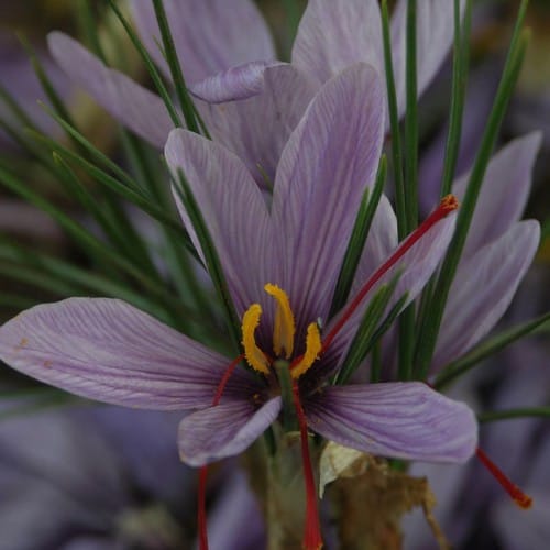 Providing 95% of the global market from Iranian saffron , 95% supply of the world market of Iranian red gold ‌, saffron harvest, saffron cultivation, economic prosperity in saffron, medicinal plants, supply of the global market of Iranian saffron, world market of Iranian saffron, Iranian saffron