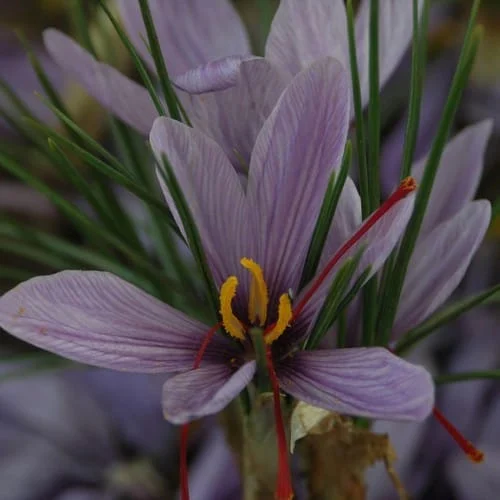 Providing 95% of the global market from Iranian saffron , 95% supply of the world market of Iranian red gold ‌, saffron harvest, saffron cultivation, economic prosperity in saffron, medicinal plants, supply of the global market of Iranian saffron, world market of Iranian saffron, Iranian saffron