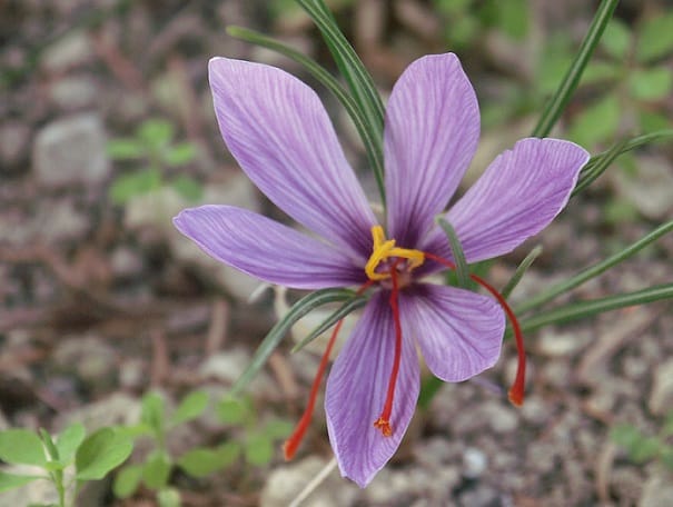 The world's largest producer of saffron has only 300 million exports,The world's largest producer of red gold has only 300 million exports ‌, Saffron harvest, saffron cultivation, economic prosperity in saffron, medicinal plants, the world's largest producer of saffron, the world's largest producer of saffron exports, Iranian saffron