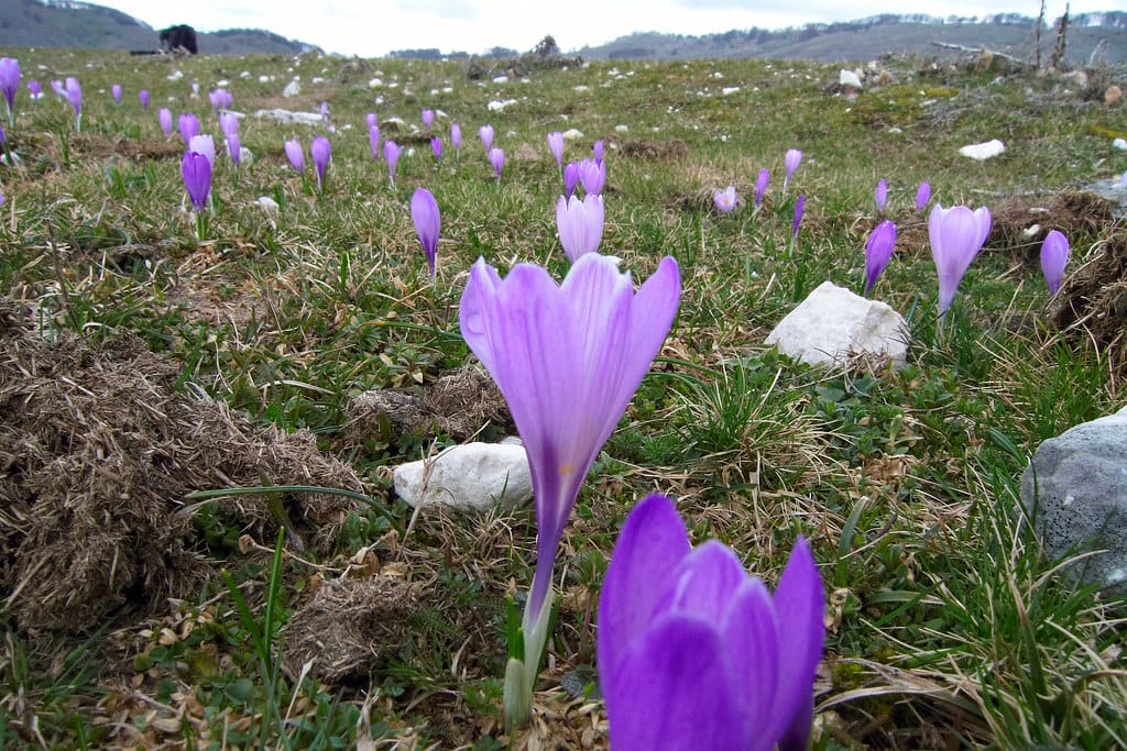 Beginning of saffron harvest from the farms of Mahneshan city , Saffron in Mahneshan city, saffron harvest, saffron cultivation, economic prosperity in saffron, medicinal plants, Mahneshan saffron, beginning of saffron harvest from farms, beginning of saffron harvest, beginning of saffron harvest in Mahneshan city