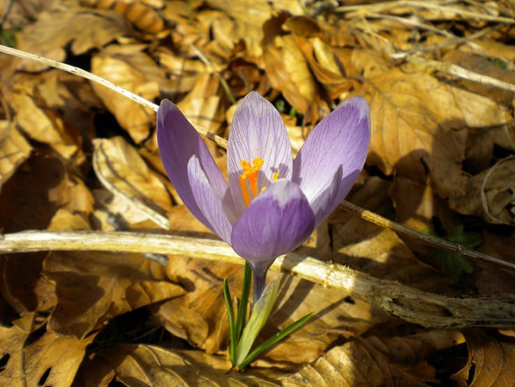 The added value of saffron is more than wheat , Value added of saffron more than wheat, Saffron harvest, Saffron cultivation, Economic prosperity in saffron, Medicinal plants, Value added of saffron from wheat, Wheat, Iranian saffron, Value added of saffron