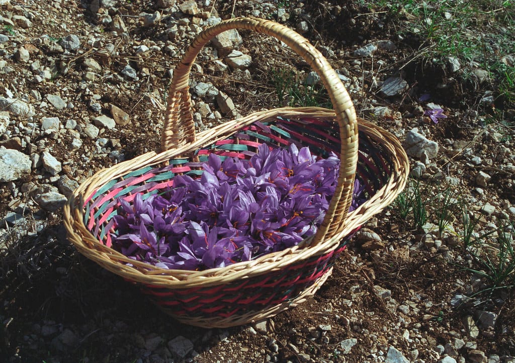 Harvesting 9 tons of dry saffron in Neishabour city , 9 tons of dried saffron harvest in Neishabour, saffron harvest, saffron cultivation, economic prosperity in saffron, medicinal plants, dry saffron harvest in Neishabour city, Iranian saffron, dry saffron harvest, Neishabour saffron