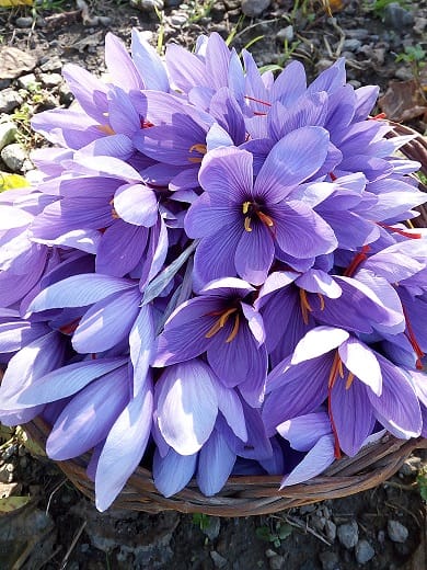 The genetics of Iranian saffron will be determined in the next two months , Iranian saffron genetics, saffron harvest, saffron cultivation, economic prosperity in saffron, medicinal plants, Iranian saffron genetics for the next two months, Iranian saffron, saffron genetics