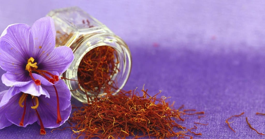 Beginning of saffron flower harvest from the lands of South Khorasan , The beginning of saffron flower harvest, Saffron harvest, Saffron cultivation, Economic prosperity in saffron, Medicinal plants, The beginning of saffron flower harvest from Khorasan lands, Iranian saffron, Saffron flower harvest, Saffron flower, South Khorasan saffron