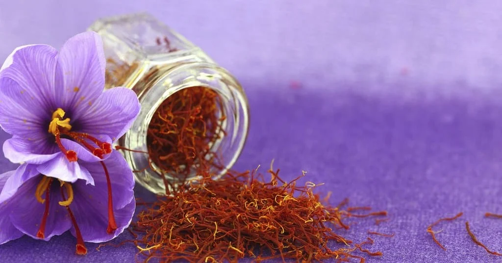 Beginning of saffron flower harvest from the lands of South Khorasan , The beginning of saffron flower harvest, Saffron harvest, Saffron cultivation, Economic prosperity in saffron, Medicinal plants, The beginning of saffron flower harvest from Khorasan lands, Iranian saffron, Saffron flower harvest, Saffron flower, South Khorasan saffron