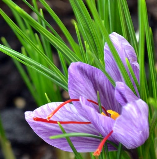 A plant with many properties that is used instead of saffron , A plant with many properties instead of saffron, saffron harvest, saffron cultivation, economic prosperity in saffron, medicinal plants, high quality plant, Iranian saffron, buying safflower flowers, safflower