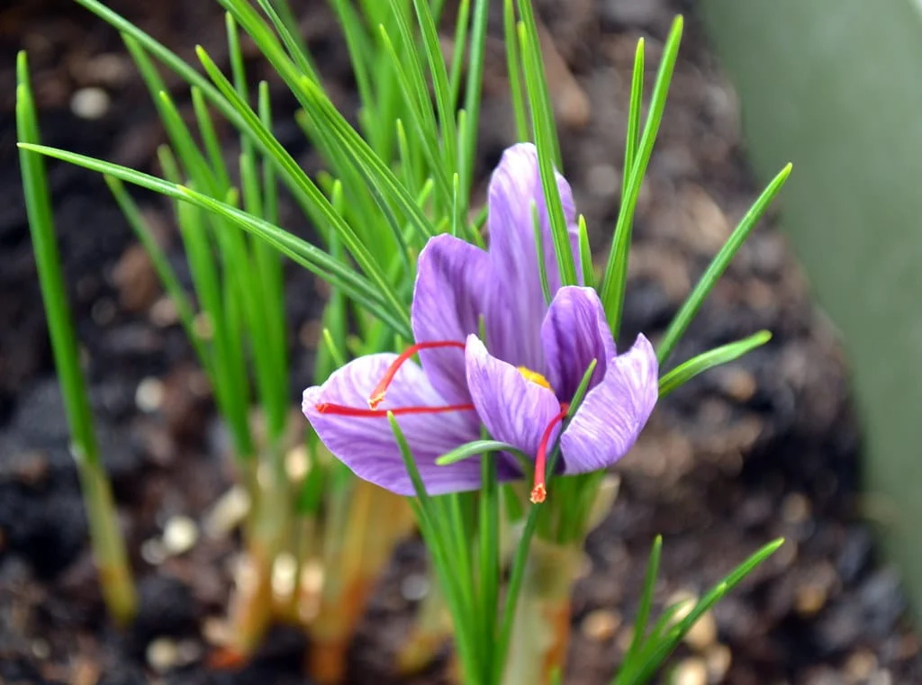 Cultivation of saffron onions in the lands of Ahar city , Saffron onion cultivation in Ahar lands, Saffron harvest, Saffron cultivation, Economic prosperity in saffron, Medicinal plants, High quality plant, Iranian saffron, Saffron onion cultivation, Saffron onion cultivation in Ahar city, Ahar saffron, Saffron onion in Ahar lands