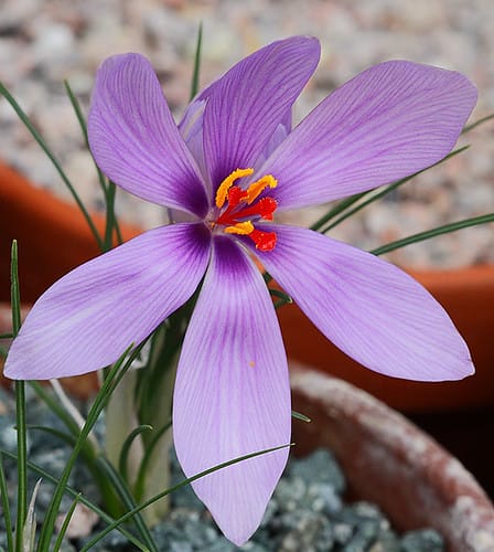 Saffron growers in the pockets of foreign traders , Saffron growers 'reach in the merchant's pocket, Saffron harvest, Saffron cultivation, Economic prosperity in saffron, Medicinal plants, High quality plant, Iranian saffron, Saffron growers' reach, Saffron growers