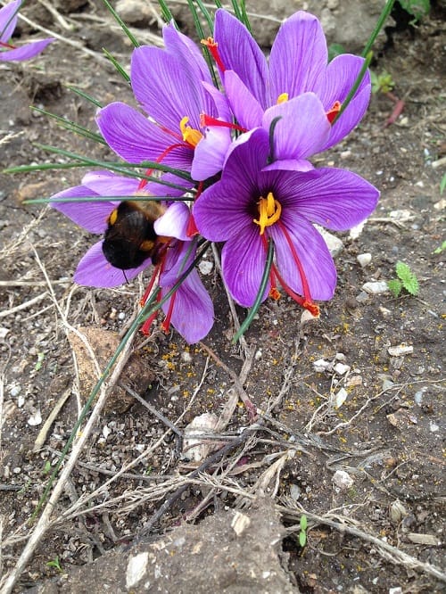 17% growth of saffron cultivation area in West Azerbaijan , Saffron cultivation area growth in West Azerbaijan, Saffron harvest, Saffron cultivation, Economic prosperity in saffron, Medicinal plants, High quality plant, Iranian saffron, Saffron cultivation area growth, Saffron cultivation in West Azerbaijan, Saffron cultivation West Azerbaijan
