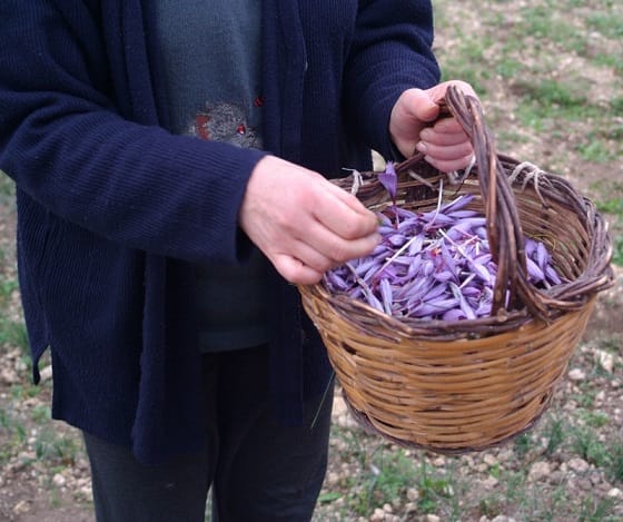 Saffron is not sold as a single sale in North Khorasan , Sale of saffron in North Khorasan as a single sale, Saffron harvest, Saffron cultivation, Economic prosperity in saffron, Medicinal plants, High quality plant, Iranian saffron, Sale of saffron in North Khorasan, Saffron in North Khorasan as a single sale, North Khorasan saffron