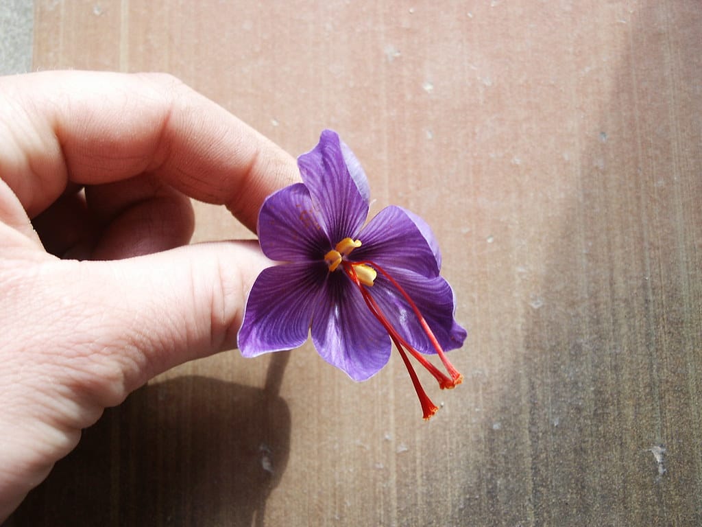 The area under saffron cultivation in East Azerbaijan is 305 hectares , Saffron cultivation area in East Azerbaijan, Saffron harvest, Saffron cultivation, Economic prosperity in saffron, Medicinal plants, High quality plant, Iranian saffron, Saffron cultivation area in Azerbaijan, Saffron cultivation area, East Azerbaijan saffron