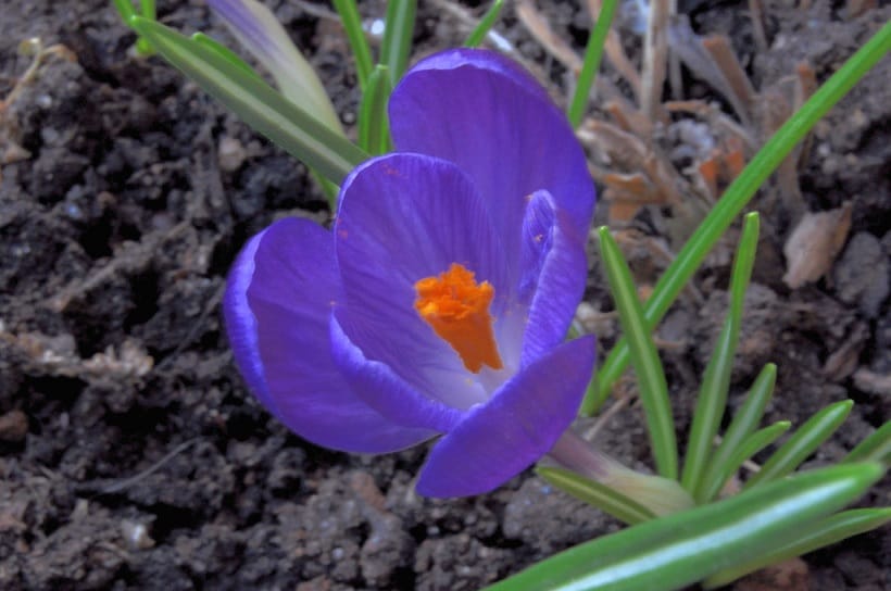 Medicine and Health - Introduction to the properties of saffron petals , Saffron petals, Saffron petal properties, Saffron flower properties, Saffron petal benefits, Saffron petal medicinal properties, Saffron medicinal properties, Saffron flower infused properties, Saffron flower decoction properties