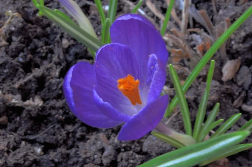 Medicine and Health - Introduction to the properties of saffron petals , Saffron petals, Saffron petal properties, Saffron flower properties, Saffron petal benefits, Saffron petal medicinal properties, Saffron medicinal properties, Saffron flower infused properties, Saffron flower decoction properties