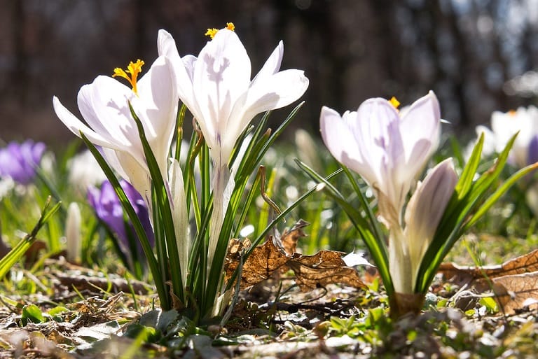 Production of saffron flower petal sweat , Saffron petals, saffron flower petal sweat, flower petal sweat production, benefits of saffron petals, medicinal properties of saffron petals, medicinal properties of saffron, petal sweat production
