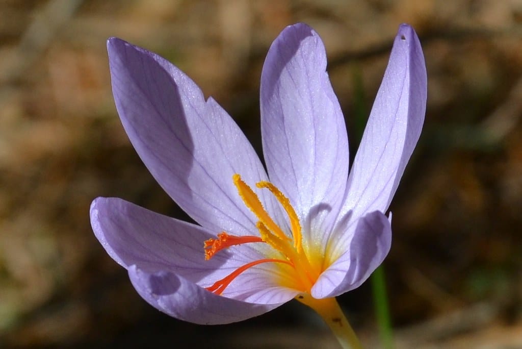 The process of saffron export in Iran is weak , Saffron export process in Iran, Saffron harvest, Saffron cultivation, Economic prosperity in saffron, Medicinal plants, High quality plant, Iranian saffron, Saffron export in Iran is weak, Saffron export process, Saffron export