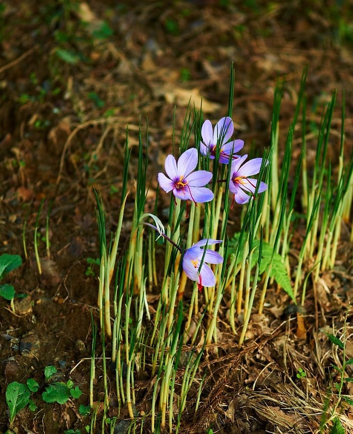The price of saffron in the market does not fluctuate , Saffron price in the market, Saffron harvest, Saffron cultivation, Economic prosperity in saffron, Medicinal plants, High quality plant, Iranian saffron, Saffron does not fluctuate in the market, Saffron in the market, Saffron price