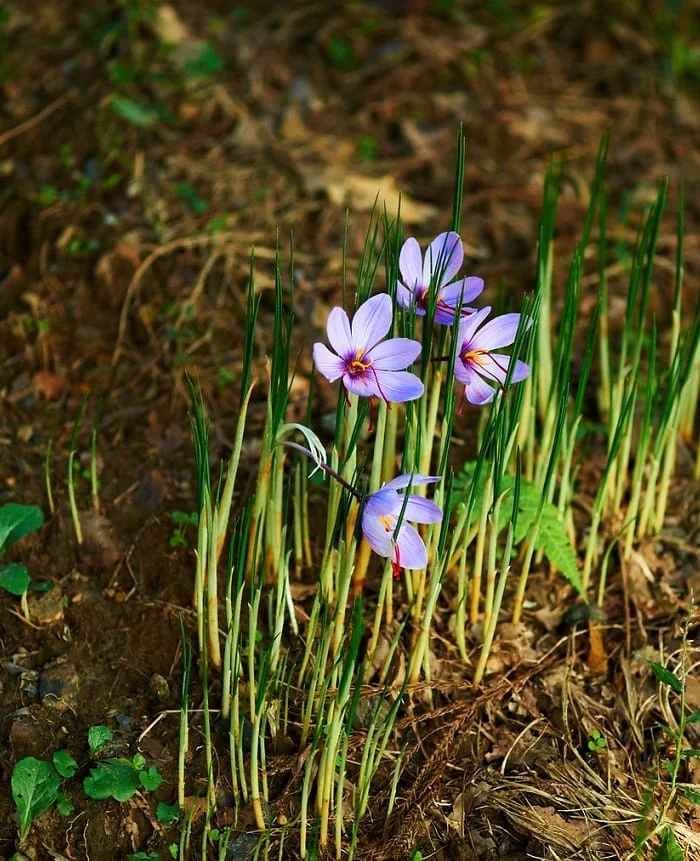 The price of saffron in the market does not fluctuate , Saffron price in the market, Saffron harvest, Saffron cultivation, Economic prosperity in saffron, Medicinal plants, High quality plant, Iranian saffron, Saffron does not fluctuate in the market, Saffron in the market, Saffron price