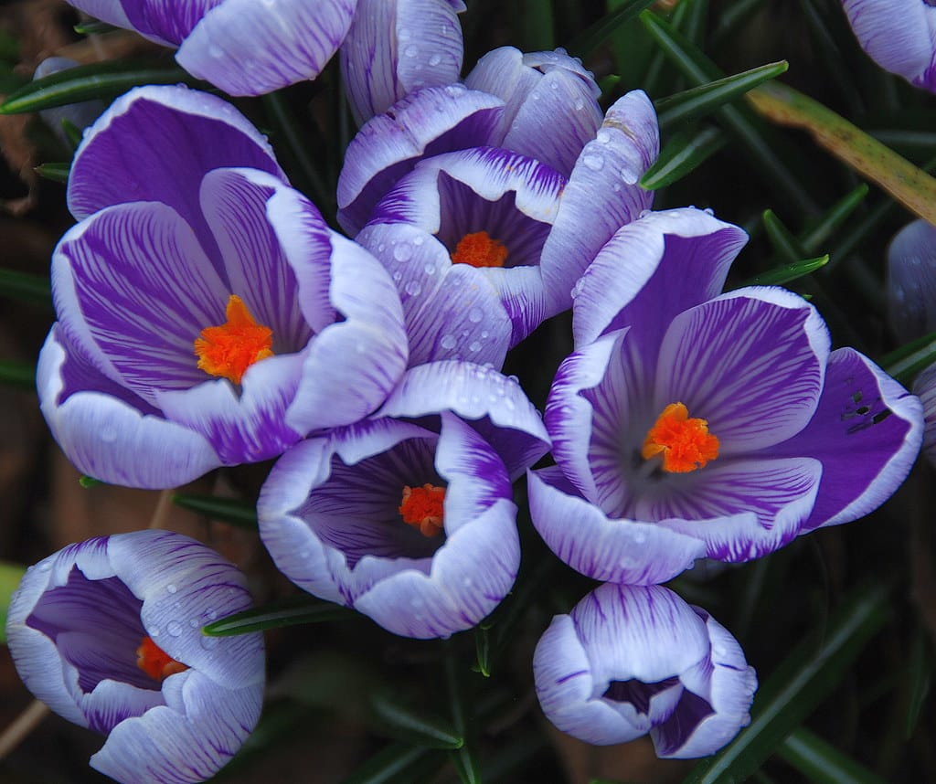 Monthly export of 60 million Euros of home-made saffron from Tabriz , Export of home saffron from Tabriz, Saffron harvest, Saffron cultivation, Economic prosperity in saffron, Medicinal plants, Iranian saffron, Home saffron from Tabriz, Export of home saffron, Saffron of Tabriz
