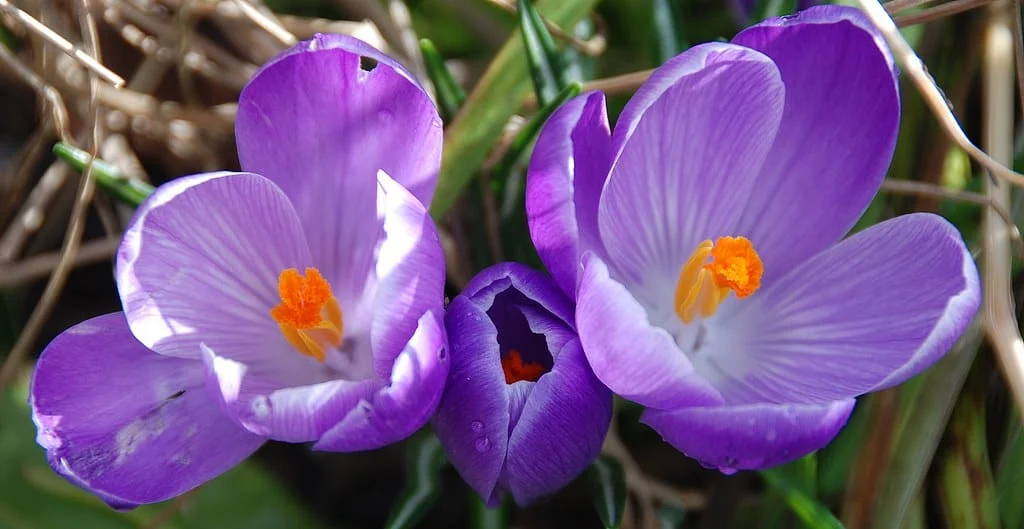 Revenue of 700 million rials for saffron farmers in Behshahri , Behshahr Saffron, Ghaenat Saffron, Saffron Price, Saffron Price in Mashhad, Saffron Rate, Saffron Rate This Year, Updated Saffron Rate, Dried Saffron Rate, Behshahr Saffron Farmers Income, Behshahr Saffron Farmers
