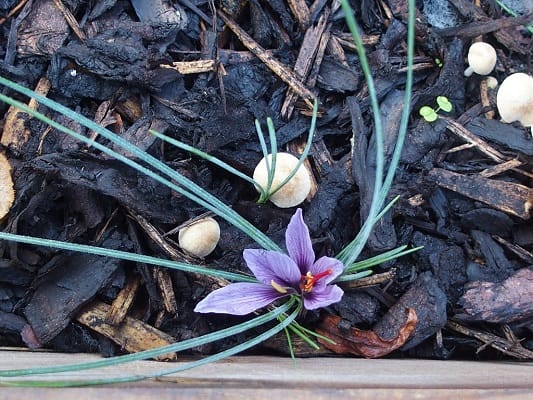 Planting saffron without water and soil this time in Yazd , Planting saffron without water and soil, Harvesting saffron, Cultivation of saffron, Economic prosperity in saffron, Medicinal plants, Iranian saffron, Saffron without soil and water in Yazd, Export of saffron, Saffron of Yazd