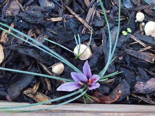 Planting saffron without water and soil this time in Yazd , Planting saffron without water and soil, Harvesting saffron, Cultivation of saffron, Economic prosperity in saffron, Medicinal plants, Iranian saffron, Saffron without soil and water in Yazd, Export of saffron, Saffron of Yazd