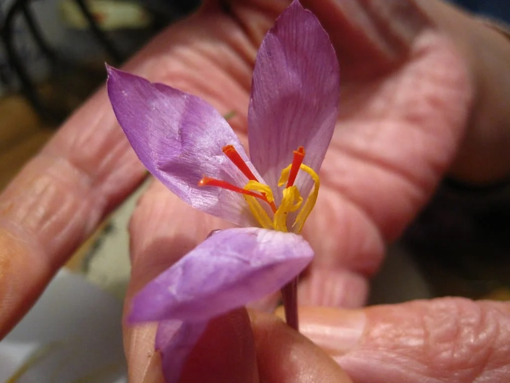 Medicine - Kneeling a diabetic wound against saffron , Diabetic ulcer, Diabetic ulcer treatment, Saffron news, Saffron price, Negin saffron rate, Buy saffron, Buy major saffron, Kneeling diabetic ulcer against saffron