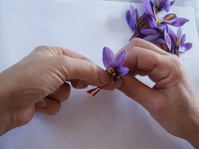 20% of packaged saffron is distributed in the world under the name of Iran , Packaged saffron is distributed in the world under the name of Iran, Saffron harvest, Saffron cultivation, Economic prosperity in saffron, Medicinal plants, Iranian saffron, 20% of packaged saffron in the world under the name of Iran, Saffron export, Packaged saffron