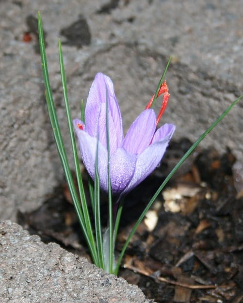 Is the Iranian saffron market promising? , Iranian saffron market is promising, saffron harvest, saffron cultivation, economic prosperity in saffron, medicinal plants, saffron market, saffron market in Khorasan Razavi province, Iranian saffron market