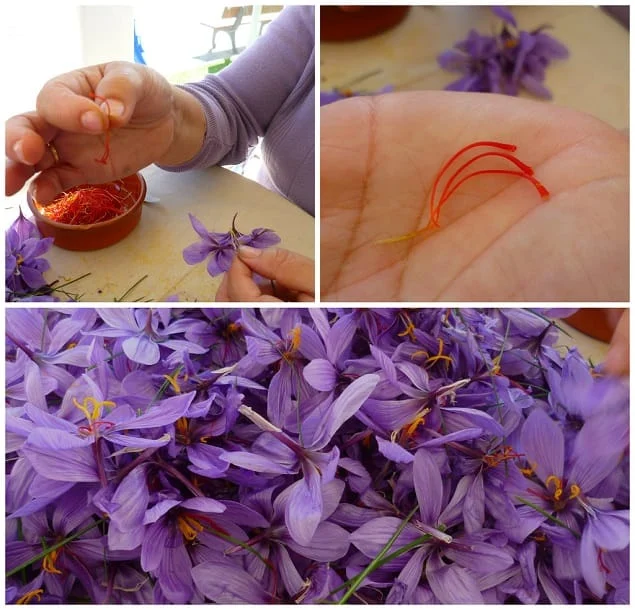 Iranian saffron in European stores , Saffron in Europe, Iranian saffron in the store, Saffron export, Saffron harvest, Saffron cultivation, Economic prosperity in saffron, Medicinal plants, Saffron market, Saffron in European stores