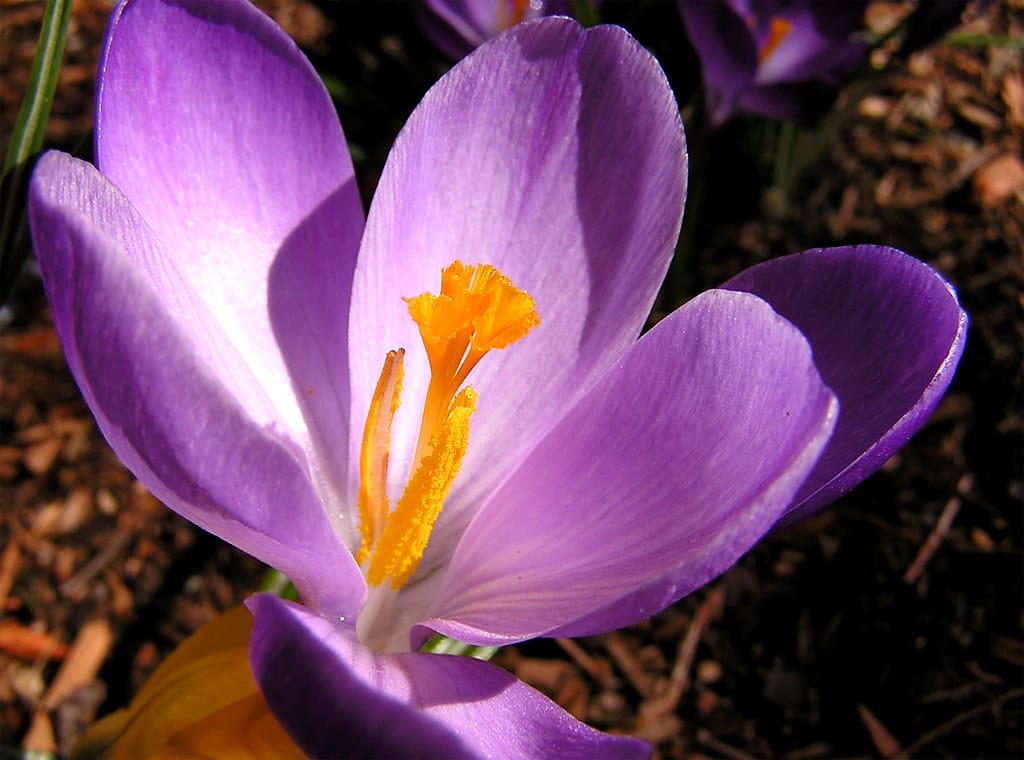Iranian saffron Gonabad city in the world , Iranian saffron, Gonabad saffron in the world, Iranian saffron in the world, saffron price, saffron export, saffron harvest, saffron cultivation, economic prosperity in saffron, medicinal plants, saffron market, Gonabad saffron