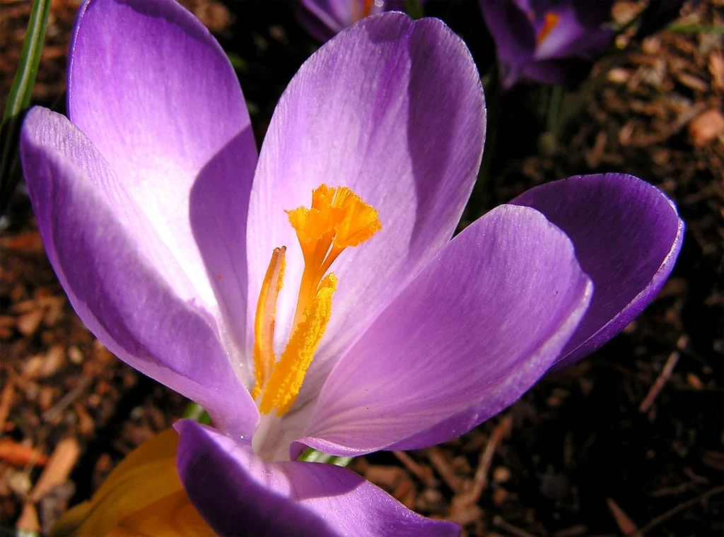 Iranian saffron Gonabad city in the world , Iranian saffron, Gonabad saffron in the world, Iranian saffron in the world, saffron price, saffron export, saffron harvest, saffron cultivation, economic prosperity in saffron, medicinal plants, saffron market, Gonabad saffron