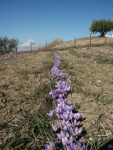 Acceptance of Iranian saffron standards by Europe , Export of Iranian saffron, Export of Iranian saffron to Europe, Standards of Iranian saffron by Europe, What is the export of Iranian saffron, Saffron harvest, Saffron cultivation, Economic prosperity in saffron, Medicinal plants, Saffron market,