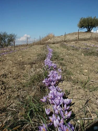 Acceptance of Iranian saffron standards by Europe , Export of Iranian saffron, Export of Iranian saffron to Europe, Standards of Iranian saffron by Europe, What is the export of Iranian saffron, Saffron harvest, Saffron cultivation, Economic prosperity in saffron, Medicinal plants, Saffron market,