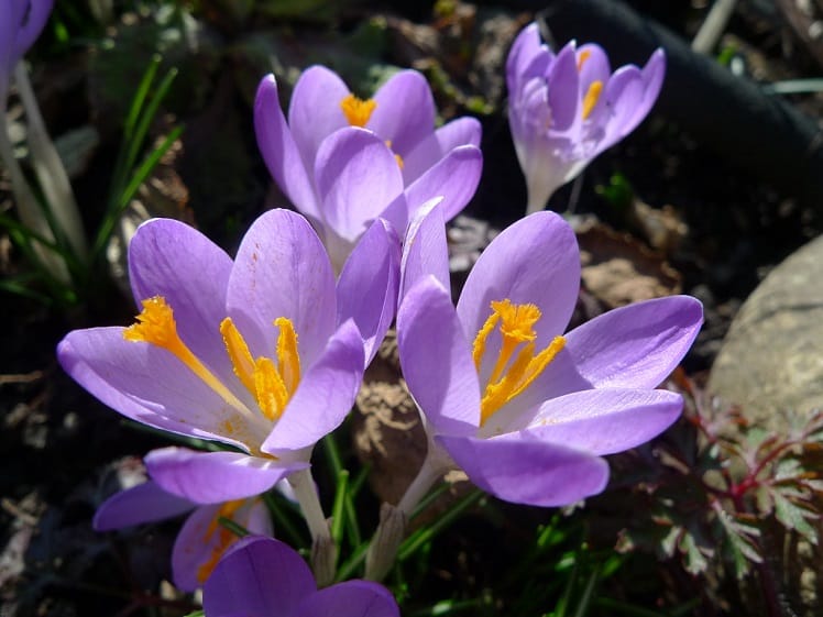 Doubling of saffron cultivation in neighboring Iran , Iranian saffron export, doubling of saffron cultivation in neighboring country, saffron harvest, saffron cultivation, economic prosperity in saffron, medicinal plants, saffron market, saffron cultivation in neighboring Iran, saffron in neighboring Iran