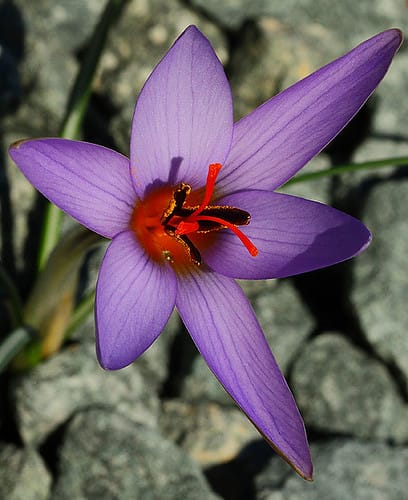 The biggest problem on the way to saffron , Iranian saffron export, the biggest problem of saffron, saffron harvest, saffron cultivation, economic prosperity in saffron, medicinal plants, saffron market, Iranian saffron, saffron problem