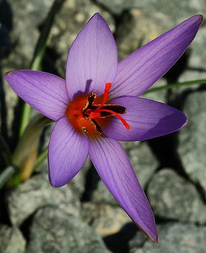 The biggest problem on the way to saffron , Iranian saffron export, the biggest problem of saffron, saffron harvest, saffron cultivation, economic prosperity in saffron, medicinal plants, saffron market, Iranian saffron, saffron problem
